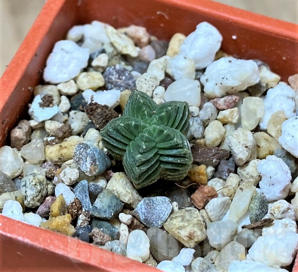 SHPR40449 Aztekium valdezii VM1040