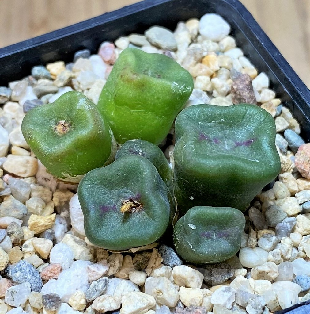 SHPR40517 Conophytum cubicum
