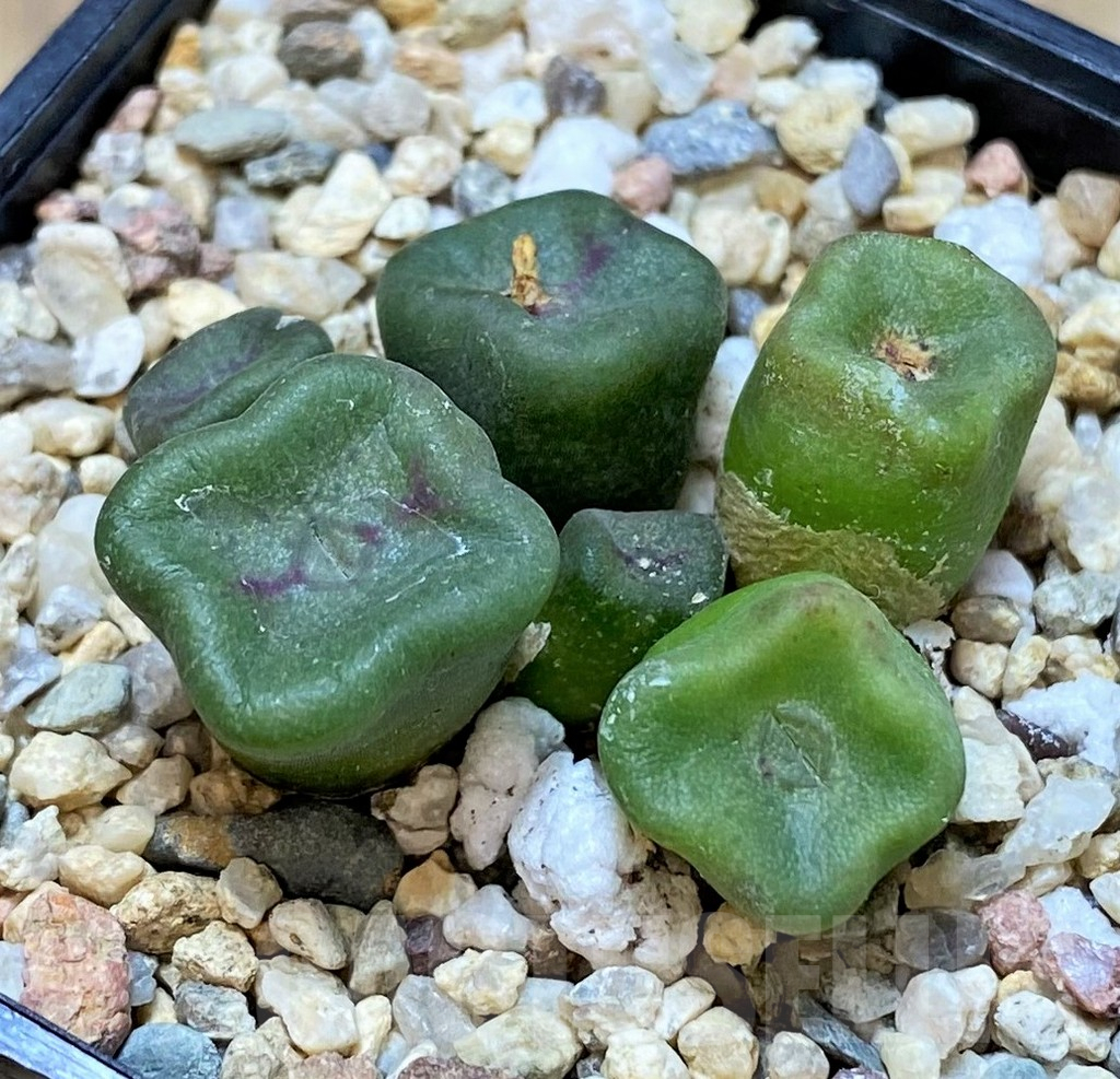 SHPR40517 Conophytum cubicum - Image 2