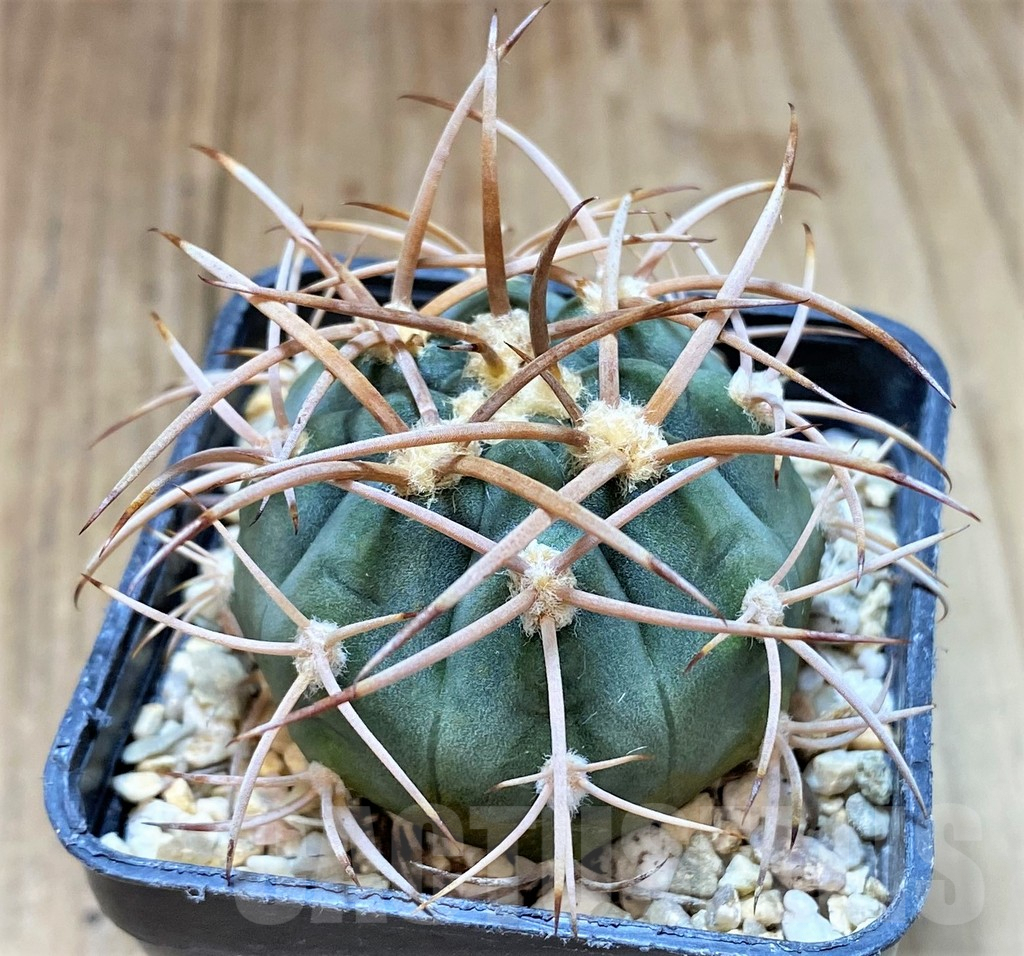 SHPR41048 Gymnocalycium mazanense v. polycephalum - Image 2