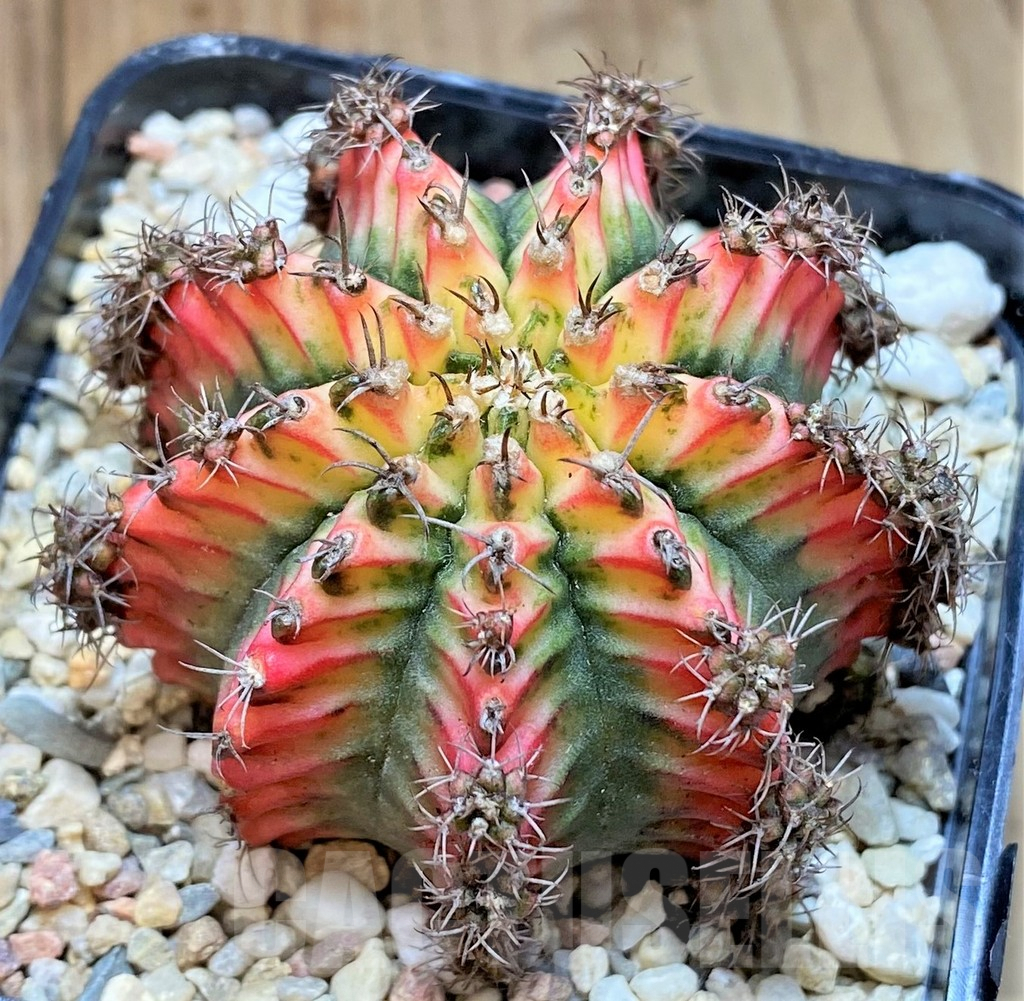 SHPR40520 Gymnocalycium mihanovichii 'Multicolor' - Image 2