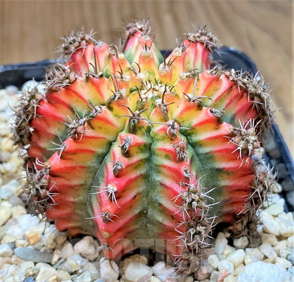 SHPR40520 Gymnocalycium mihanovichii 'Multicolor'