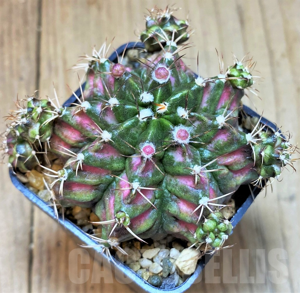 SH270 Gymnocalycium mihanovichii T-Lux hybrid - Image 2