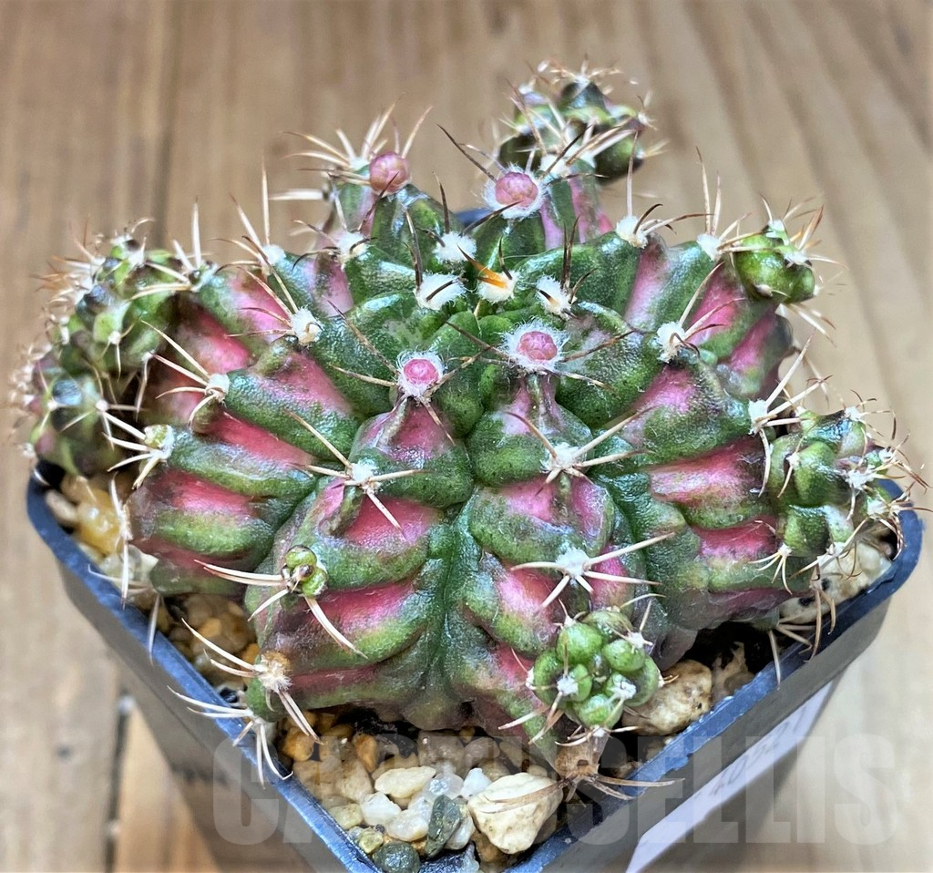 SH270 Gymnocalycium mihanovichii T-Lux hybrid