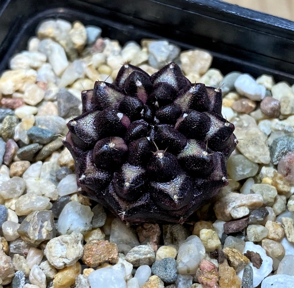 SH271 Gymnocalycium mihanovichii 'Day Dream', seedling
