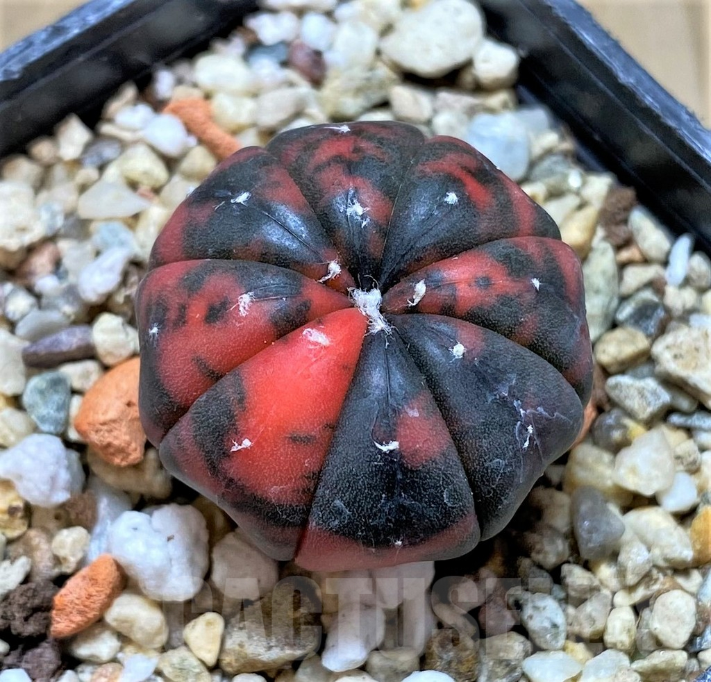 SHPR40539 Astrophytum asterias 'Red Purple skin'