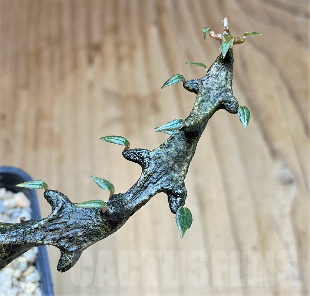 SHPR40514 Ceropegia bosseri