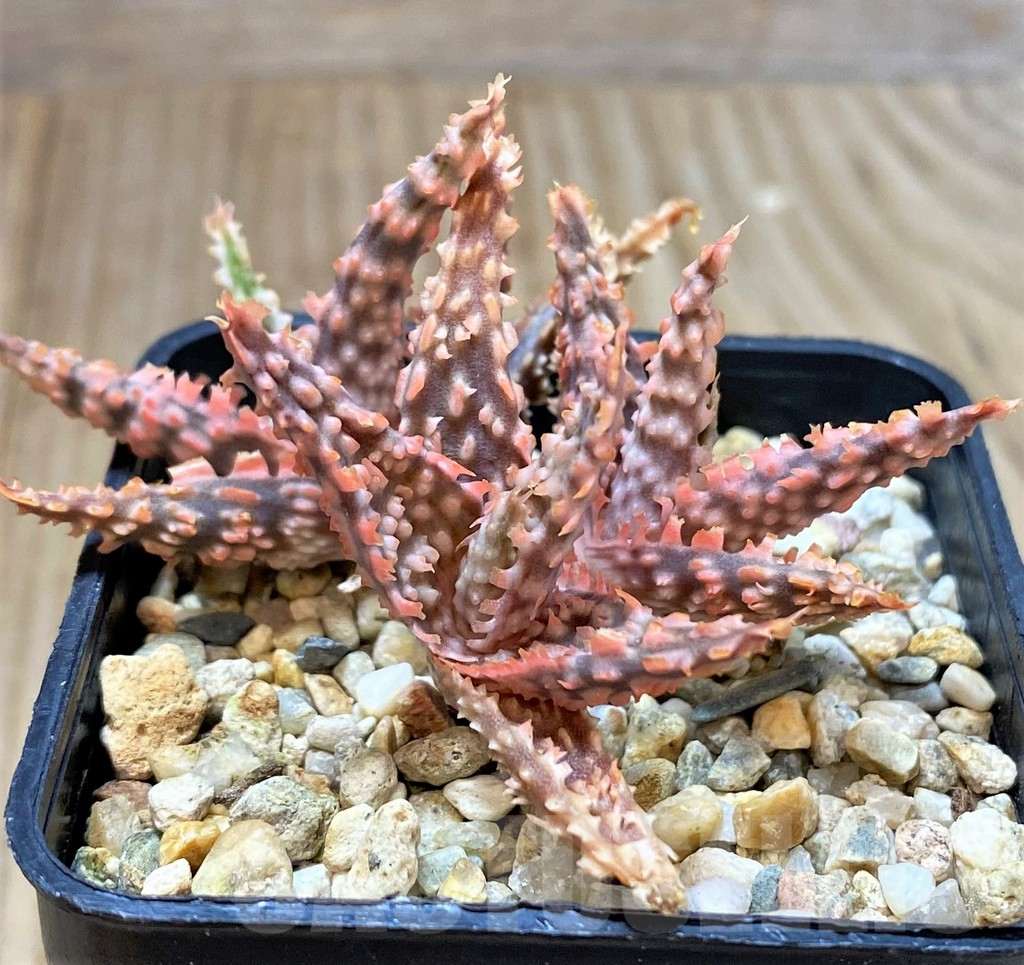 SHPR40707 Aloe hybrid