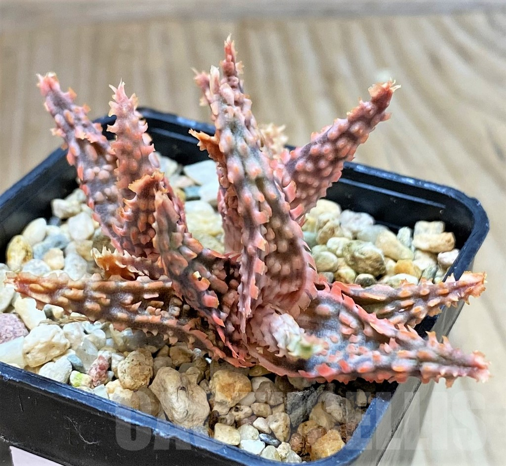SHPR40707 Aloe hybrid - Image 2