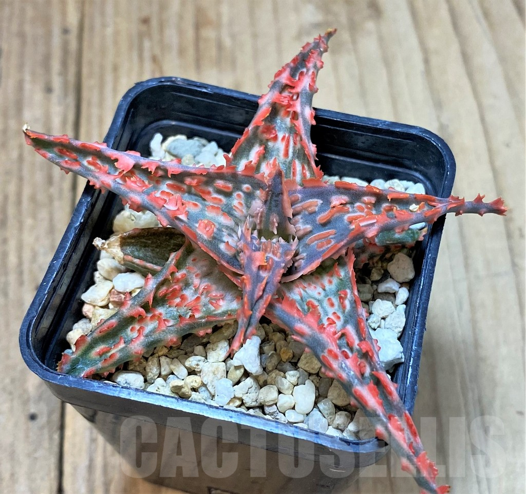 SHPR40708 Aloe TCT hybrid - Image 2