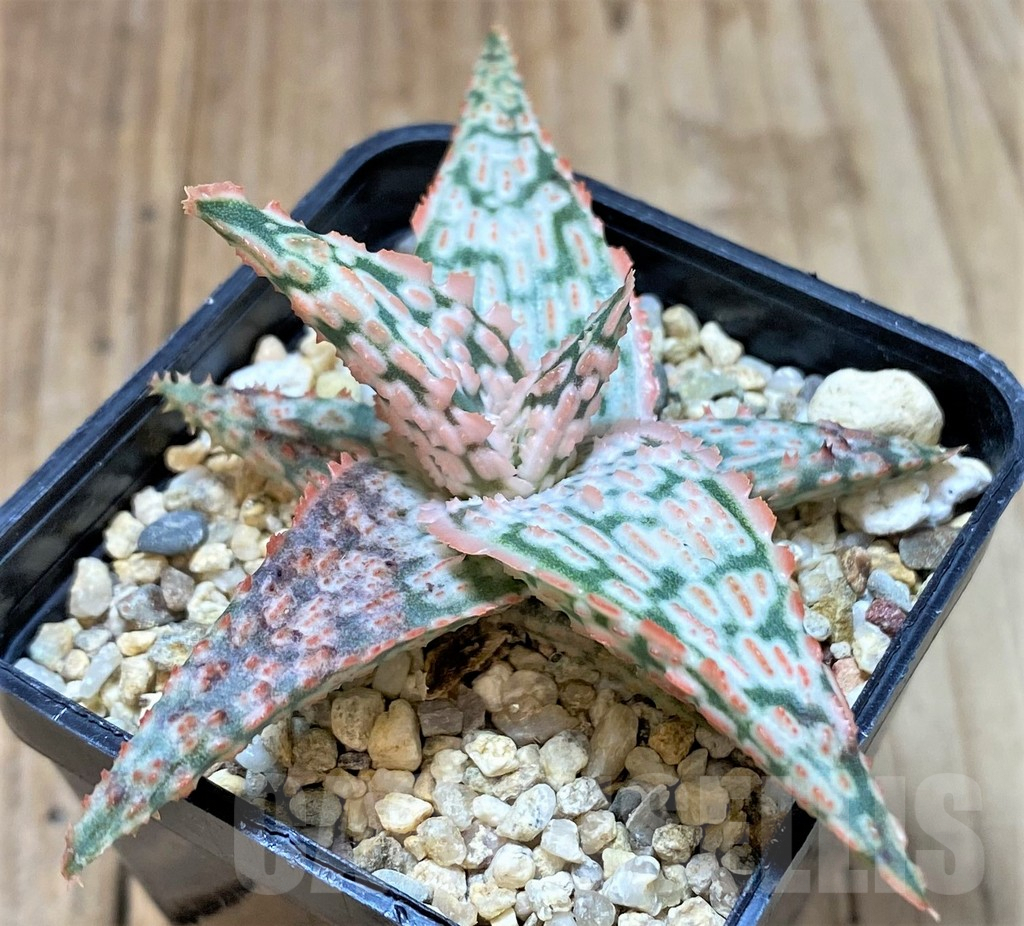 SHPR40709 Aloe TCT hybrid - Image 2