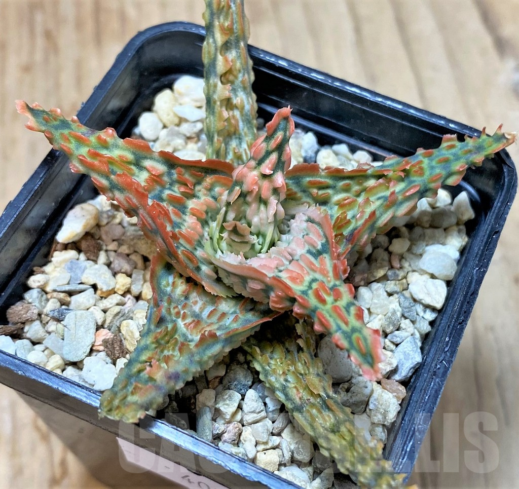 SHPR40710 Aloe TCT hybrid - Image 2