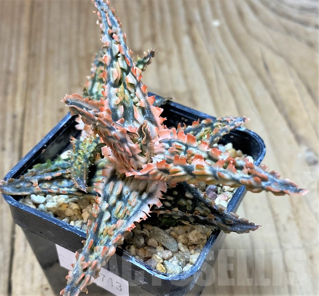 SHPR40713 Aloe TCT hybrid