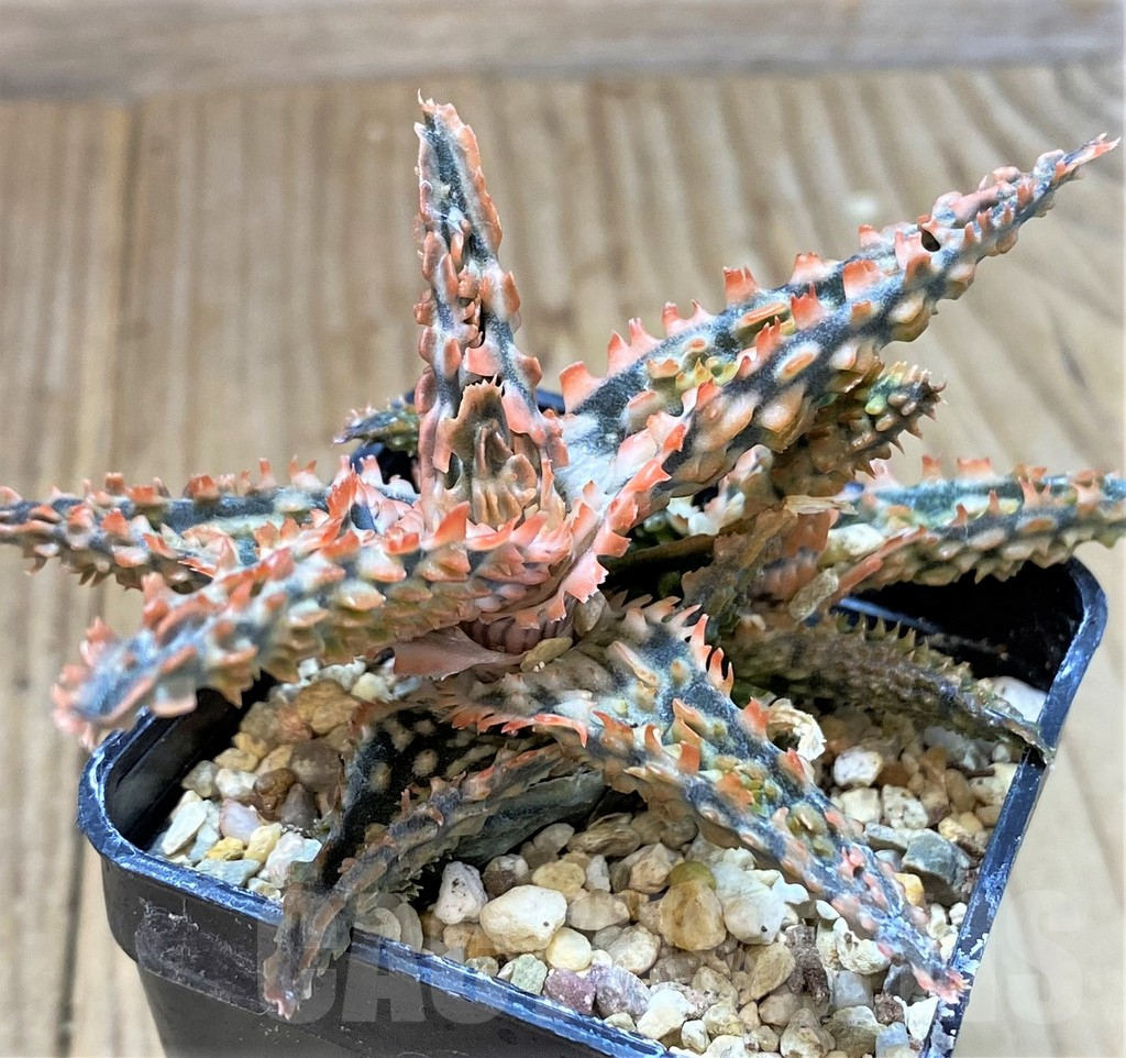 SHPR40713 Aloe TCT hybrid - Image 3