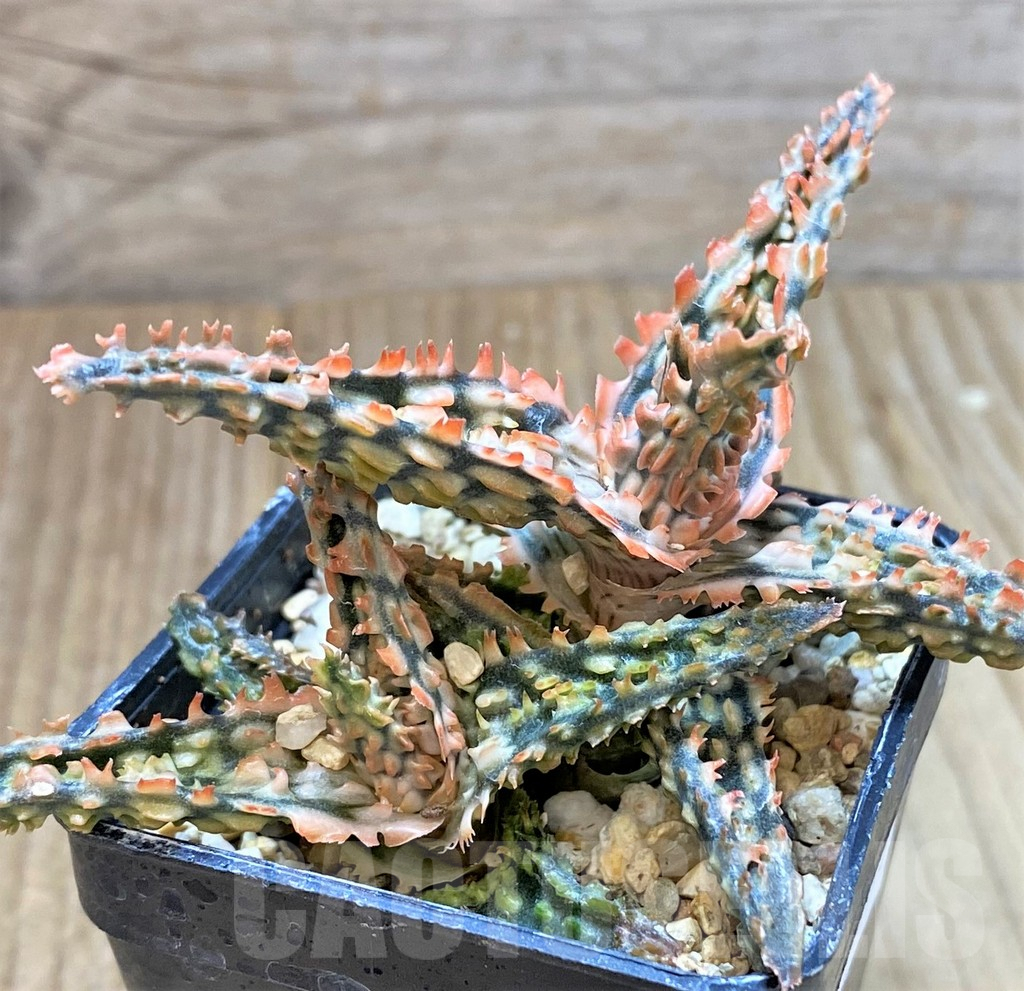 SHPR40713 Aloe TCT hybrid - Image 2