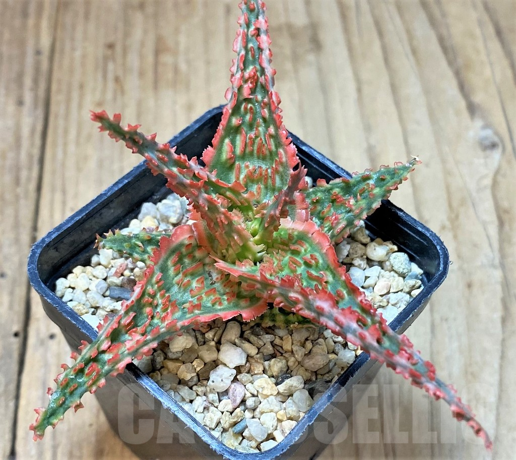 SHPR40716 Aloe TCT hybrid - Image 2