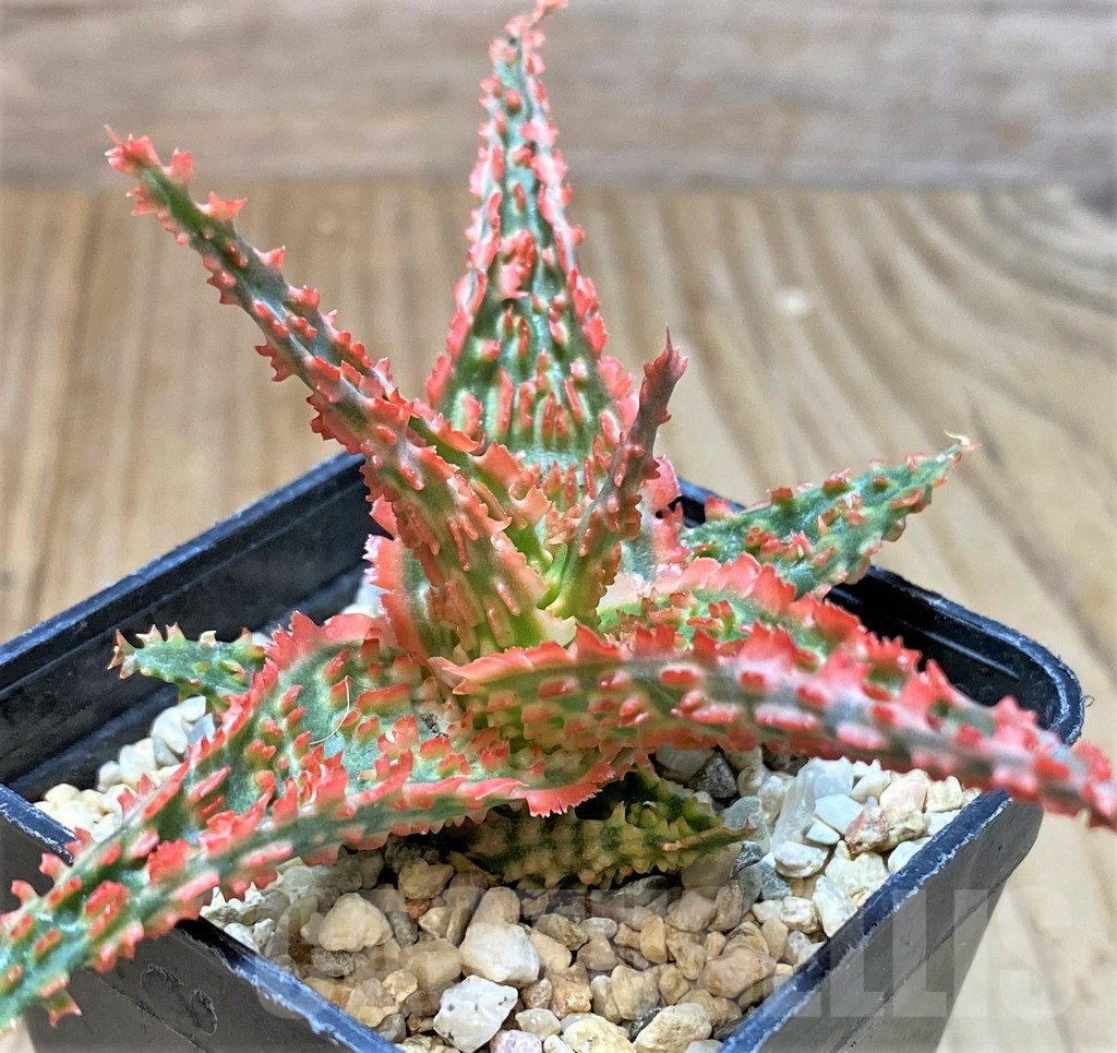 SHPR40716 Aloe TCT hybrid