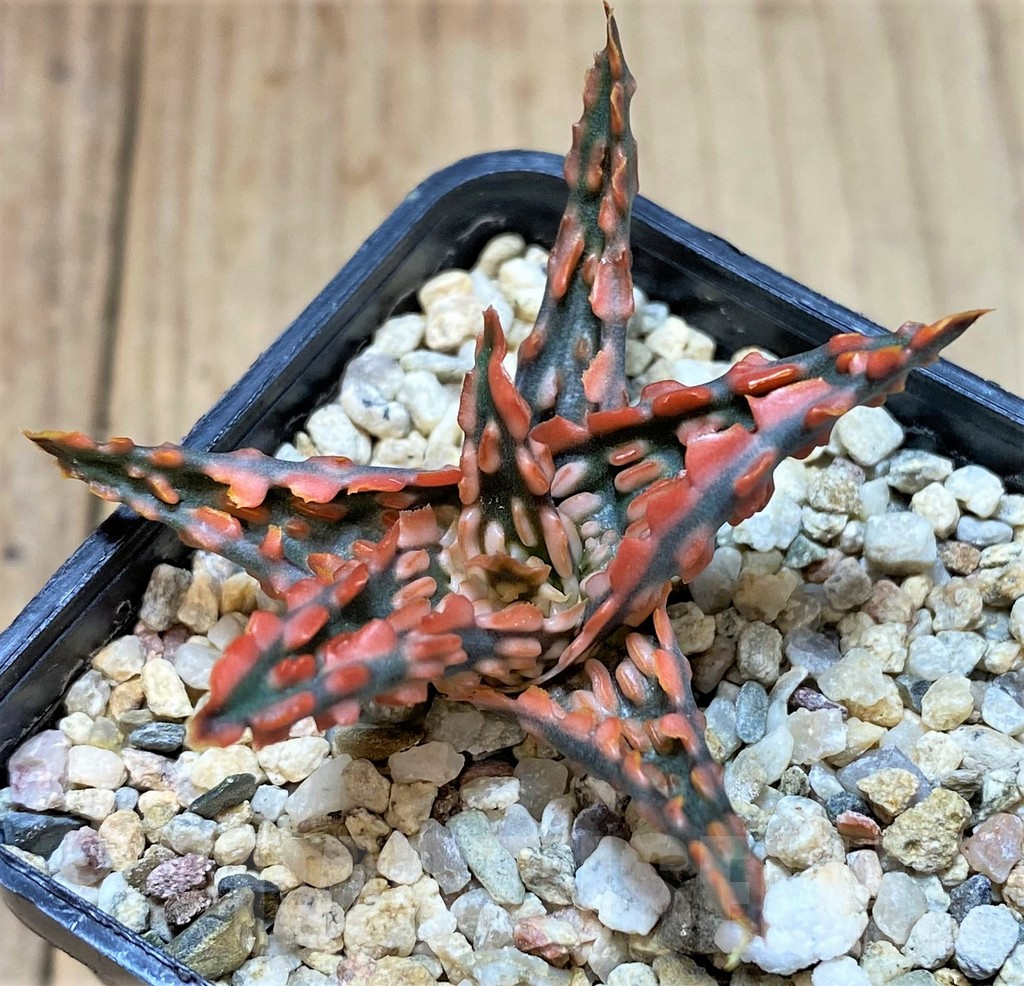 SHPR40719 Aloe TCT hybrid - Image 2