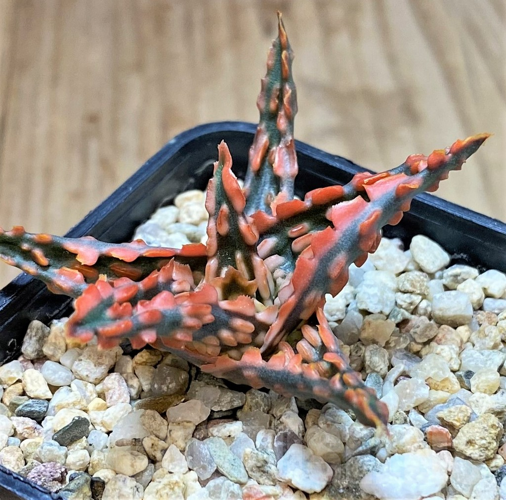 SHPR40719 Aloe TCT hybrid