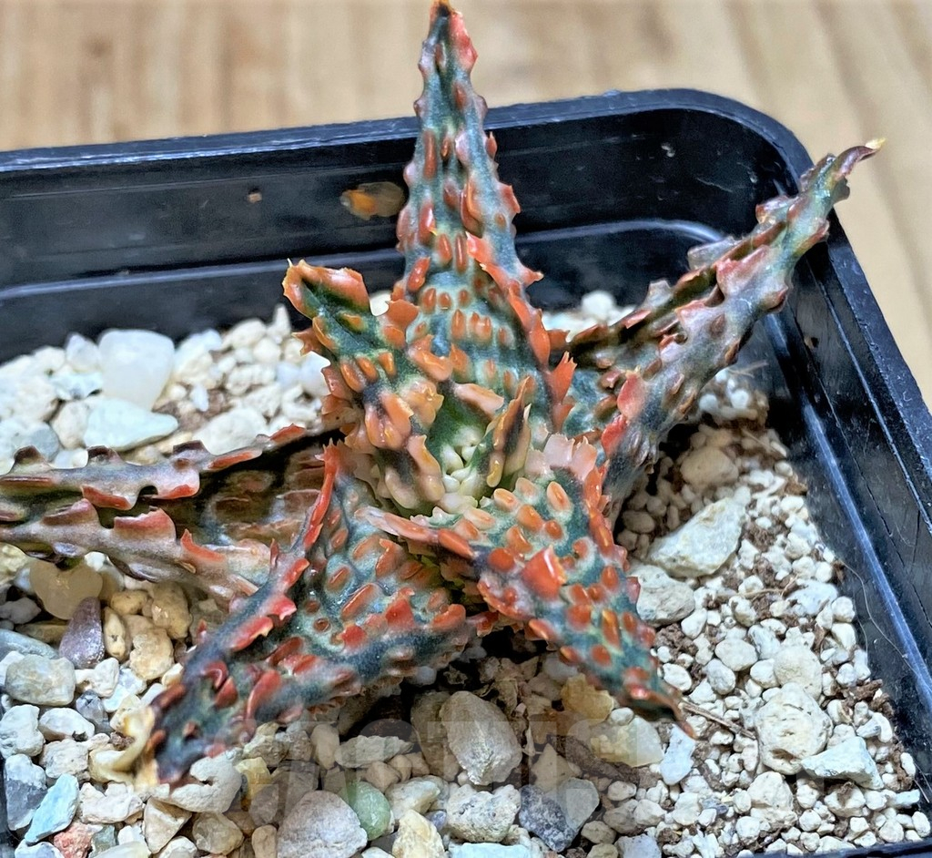 SHPR40722 Aloe TCT hybrid