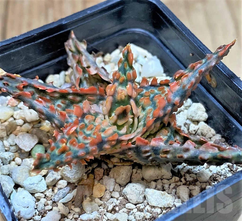 SHPR40722 Aloe TCT hybrid - Image 2