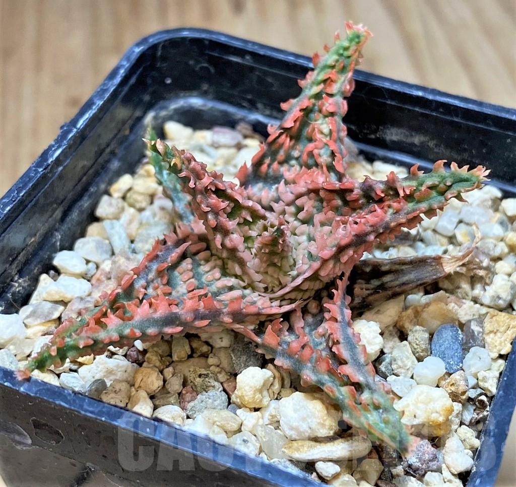 SHPR40723 Aloe TCT hybrid - Image 2