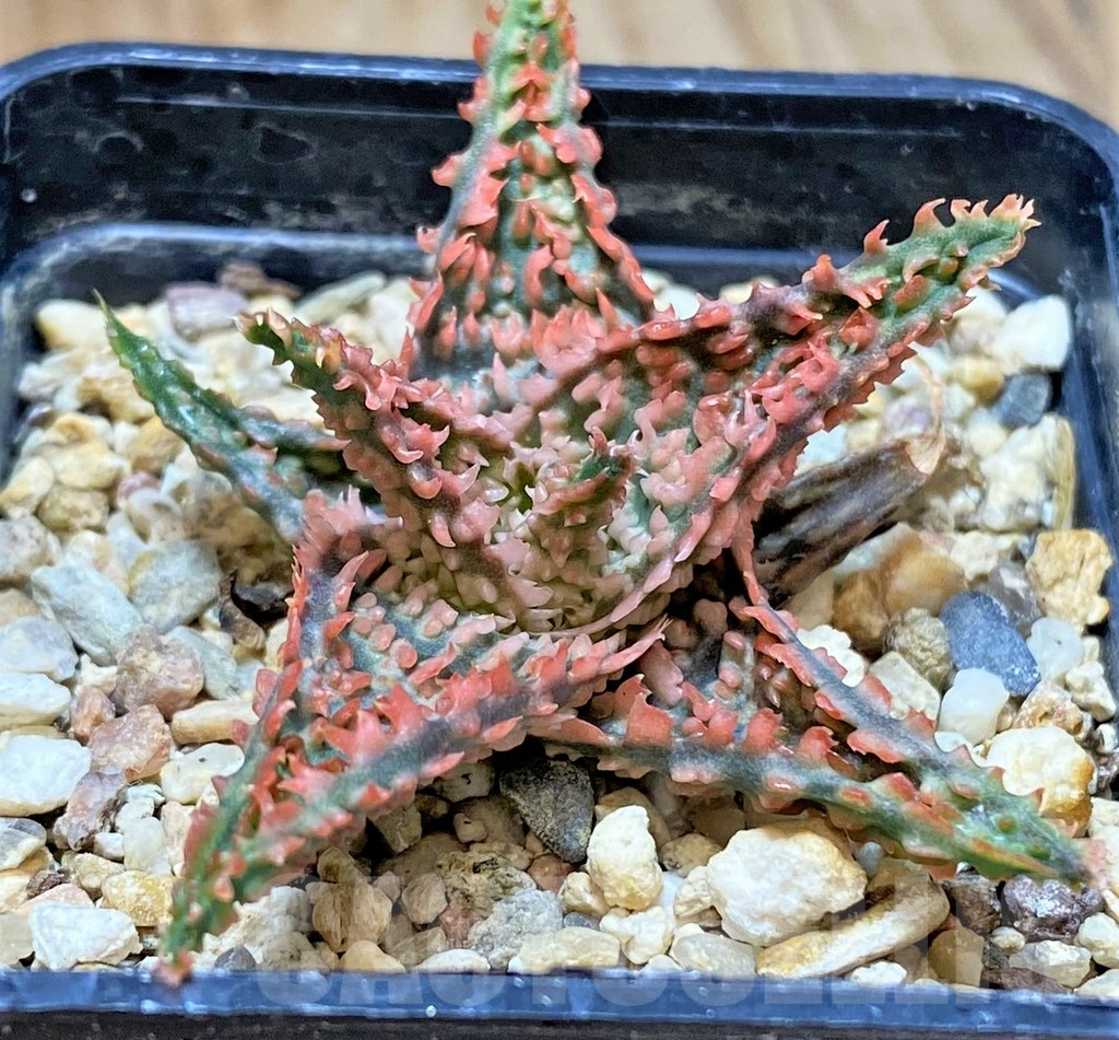 SHPR40723 Aloe TCT hybrid