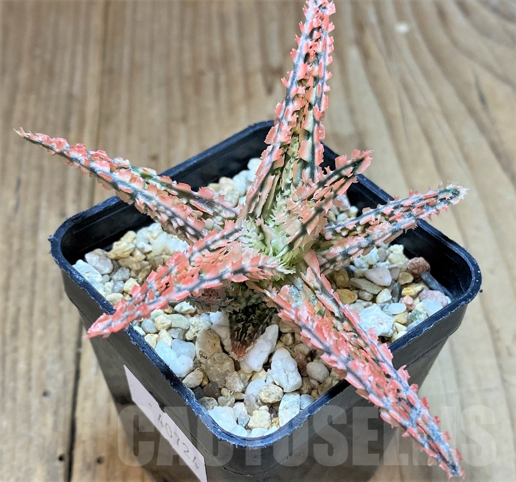 SHPR40724 Aloe TCT hybrid - Image 2
