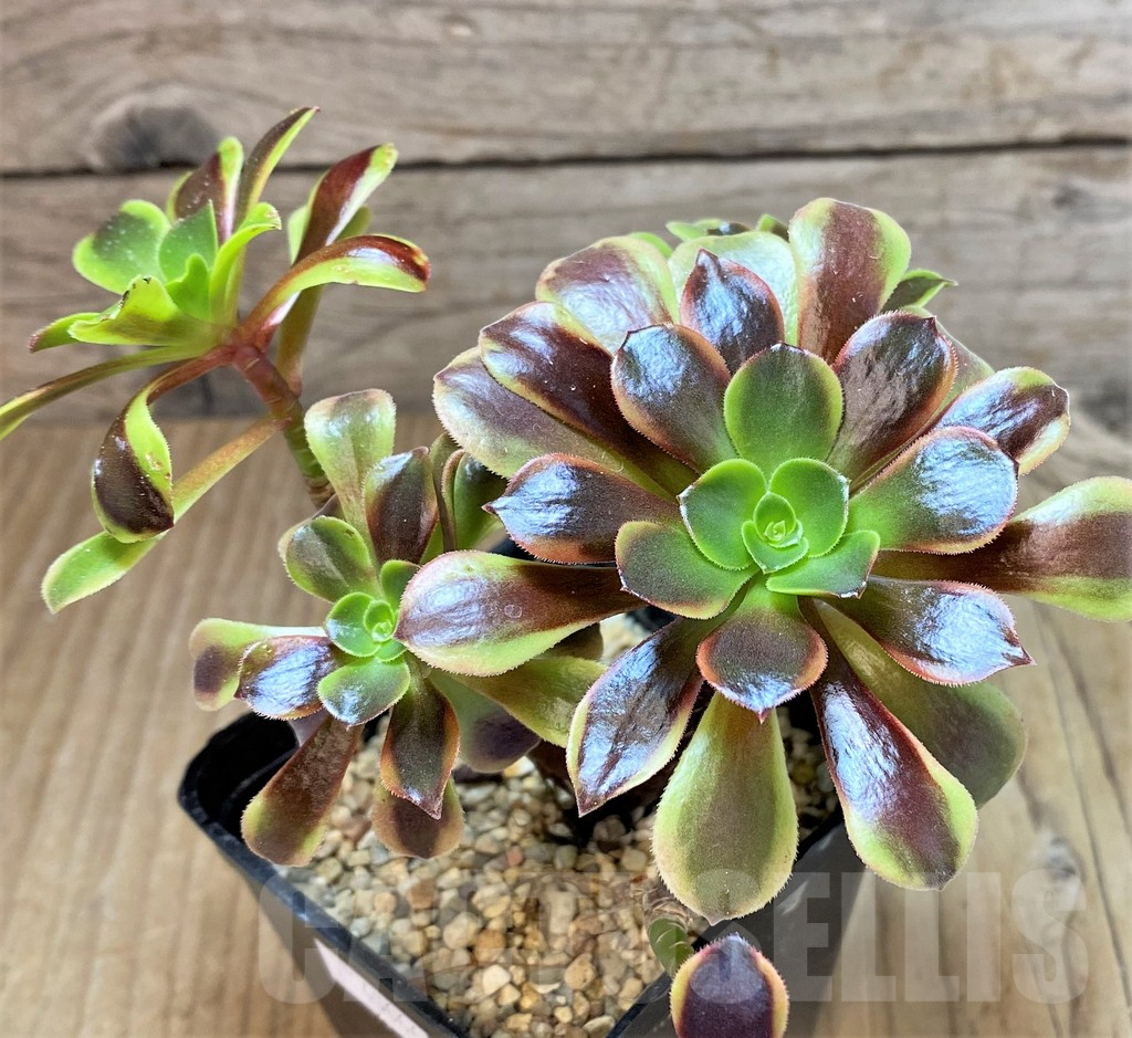 SHPR40666 Aeonium ‘Superbang’