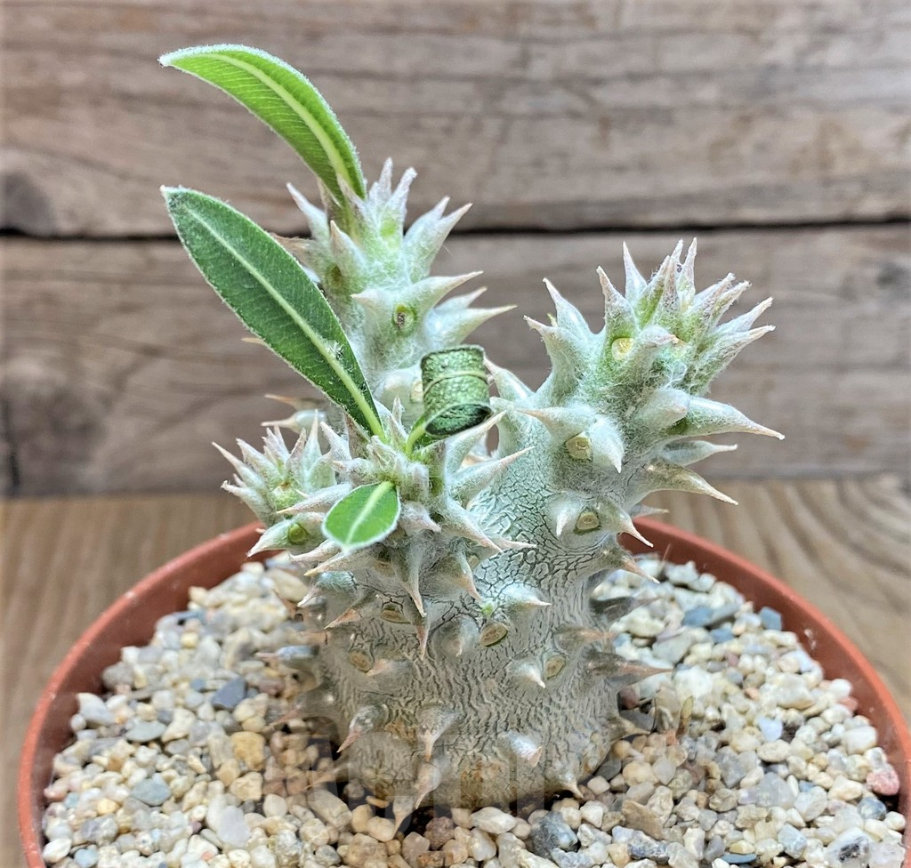 SHPR40675 Pachypodium horombense - Image 2