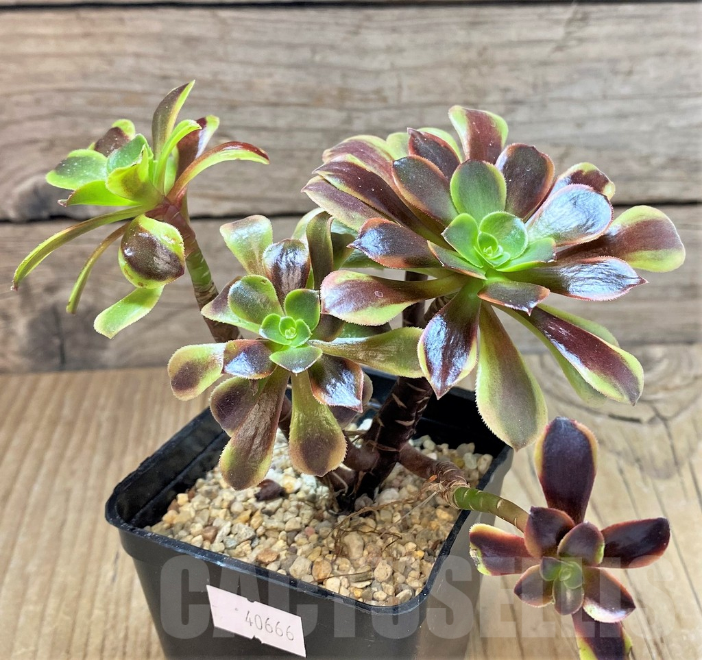SHPR40666 Aeonium ‘Superbang’ - Image 2