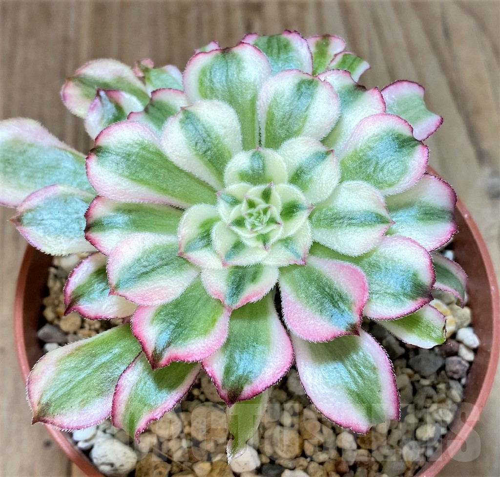SHPR40667 Aeonium ‘Mardi Gras’