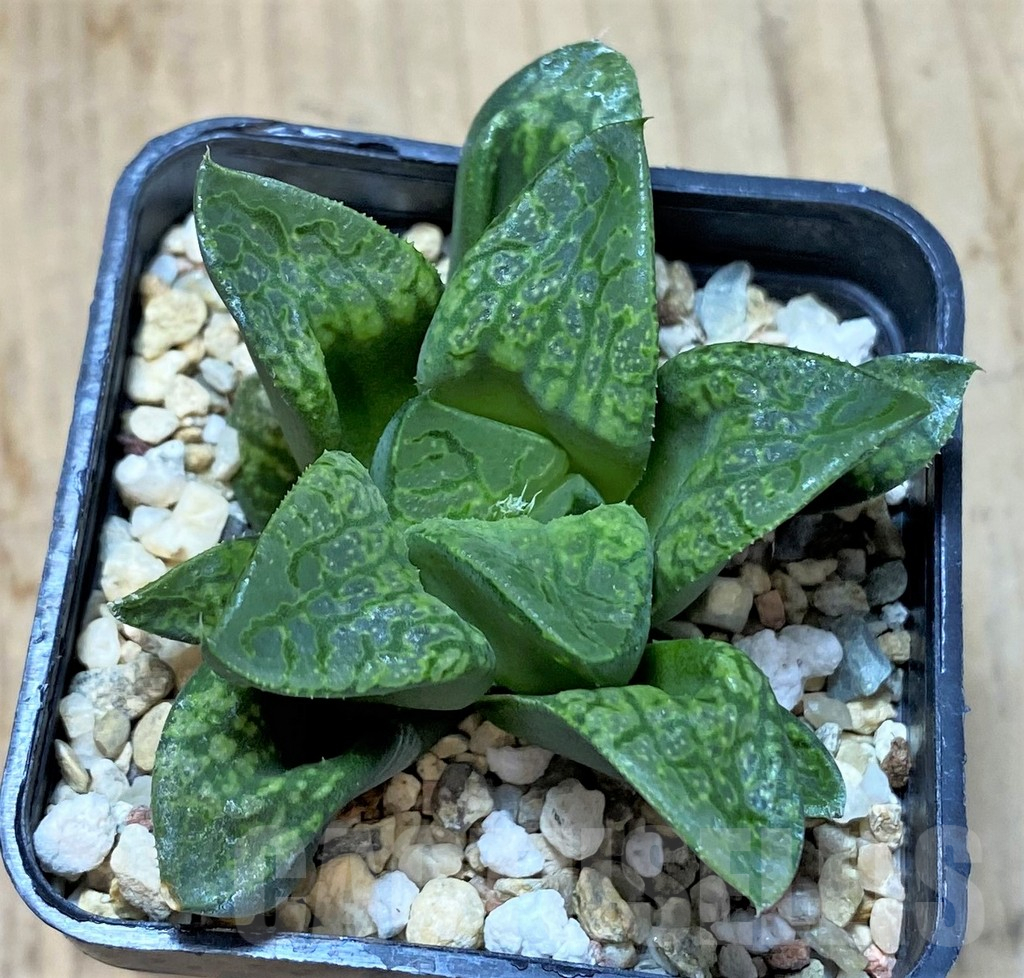 SHPR40693 Haworthia 'Kamen Butokai' - Image 2