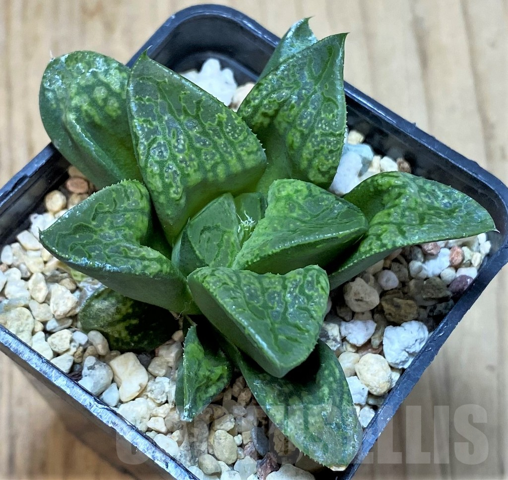 SHPR40693 Haworthia 'Kamen Butokai'