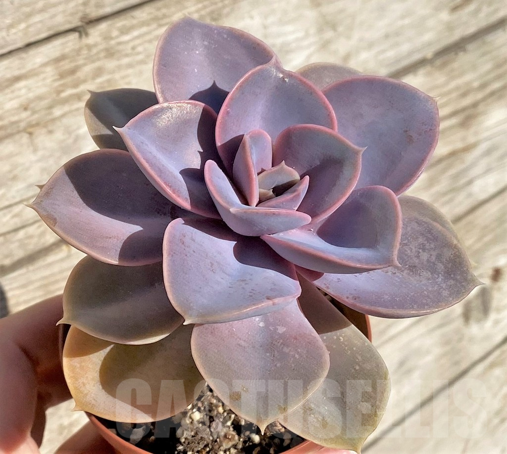 SHPR40790 Echeveria 'Red Ruby' - Image 2