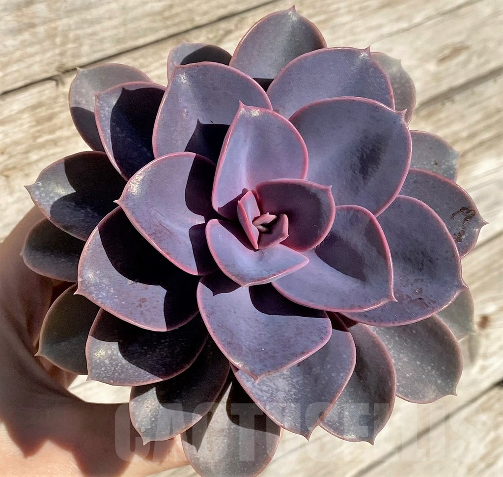 SHPR40791 Echeveria 'Red Ruby' - Image 2