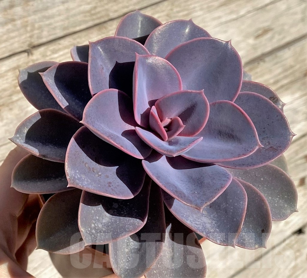 SHPR40791 Echeveria 'Red Ruby'
