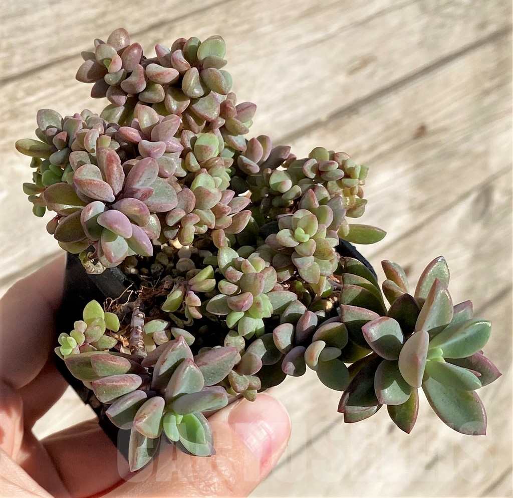 SHPR40792 Echeveria manaudes - Image 2