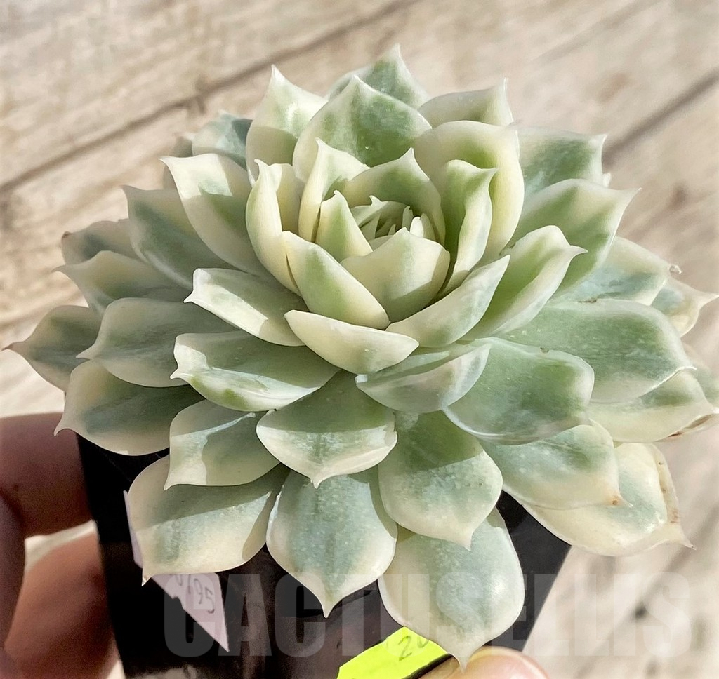 SHPR40795 Echeveria 'Onslow' f. variegata - Image 2