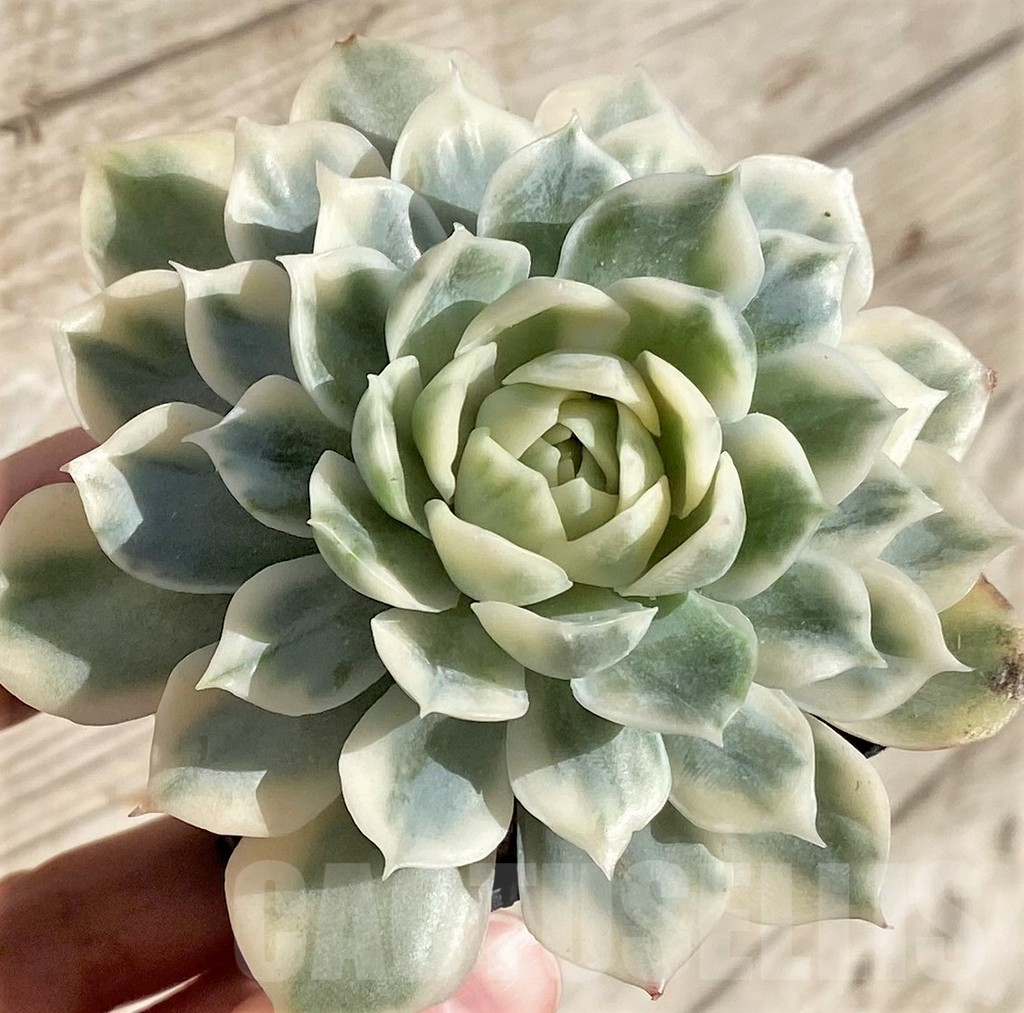 SHPR40796 Echeveria 'Onslow' f. variegata