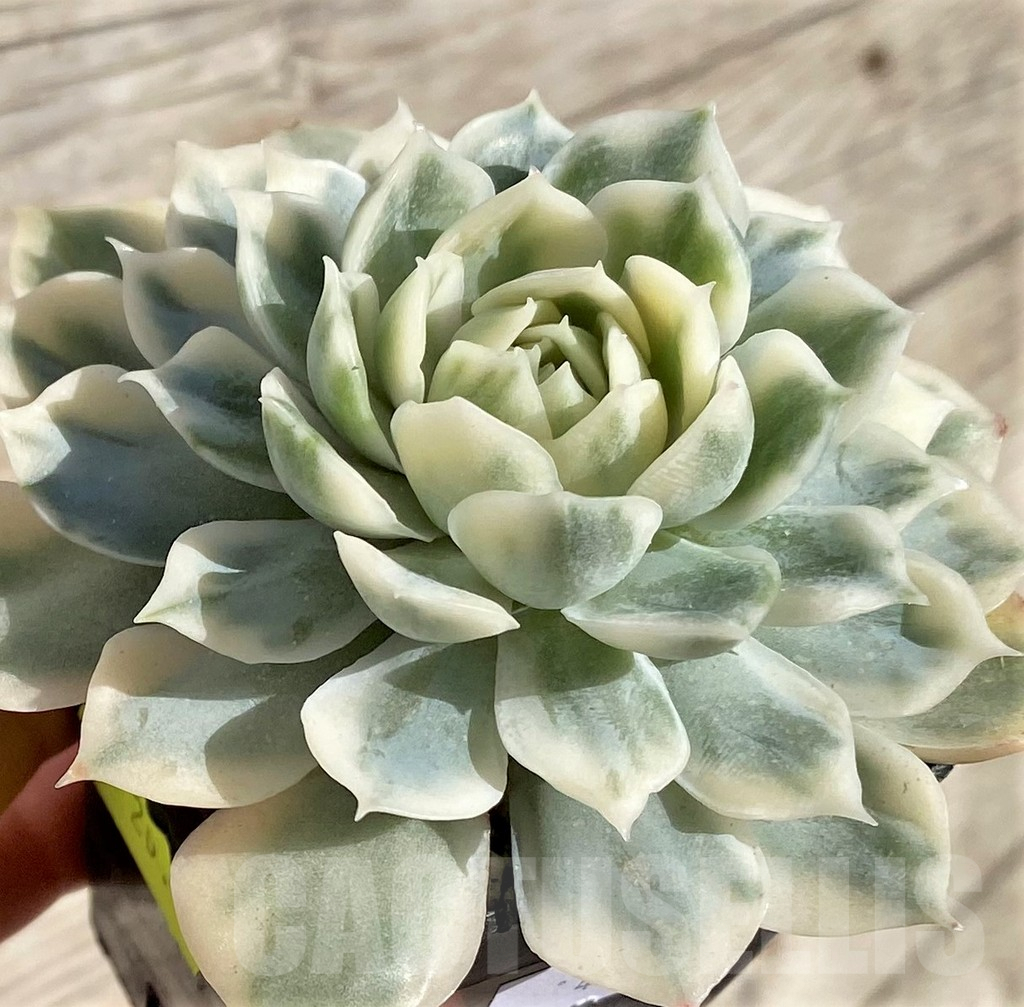 SHPR40796 Echeveria 'Onslow' f. variegata - Image 2
