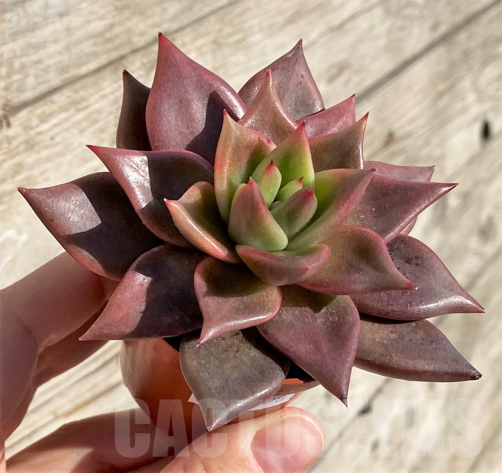 SHPR40798 Echeveria 'Taurus' - Image 2