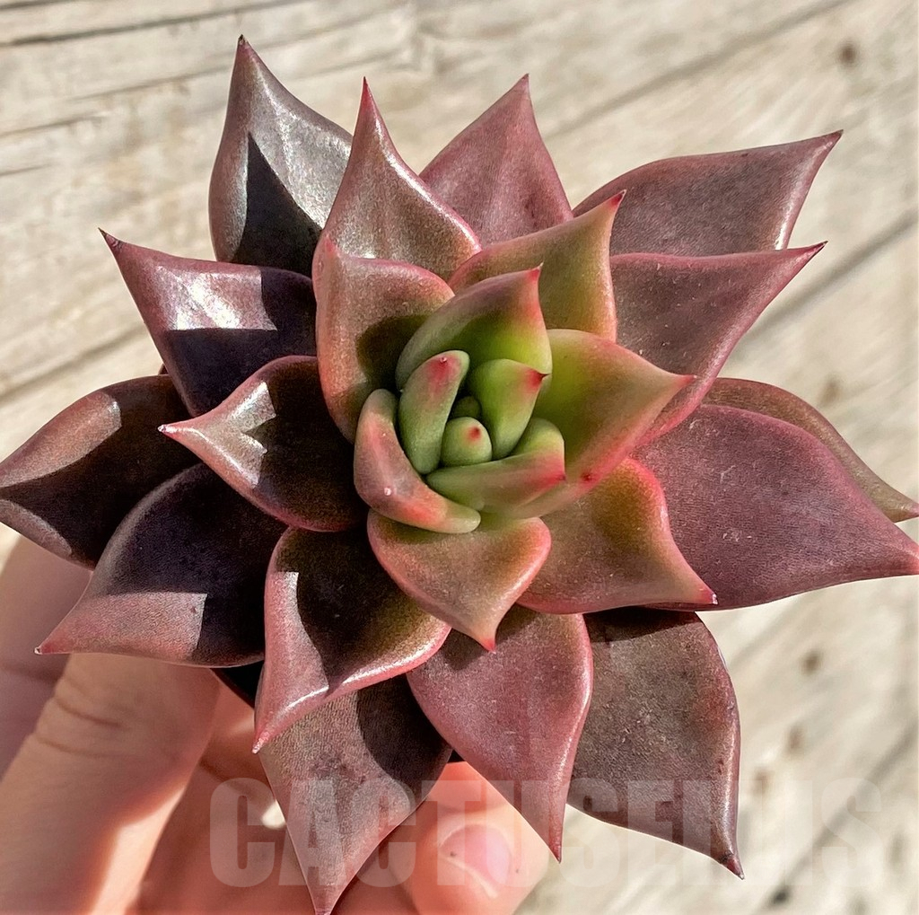 SHPR40798 Echeveria 'Taurus'