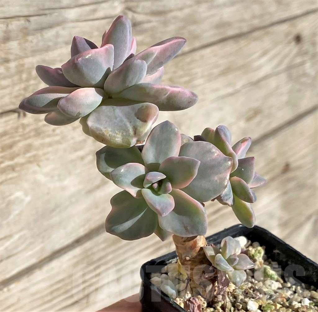 SHPR40802 Graptoveria ‘Mrs Richards’ f. variegata - Image 2