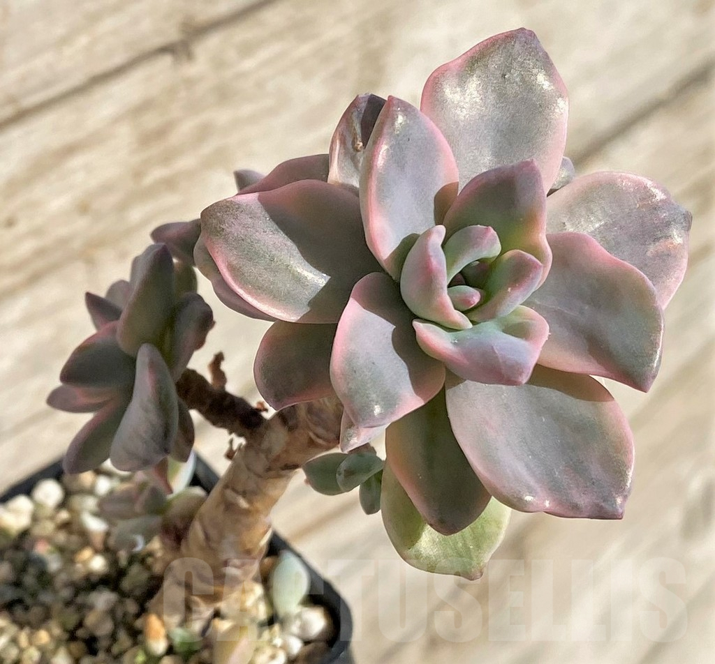 SHPR40802 Graptoveria ‘Mrs Richards’ f. variegata
