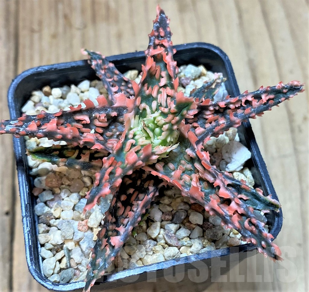 SHPR40736 Aloe TCT hybrid - Image 2
