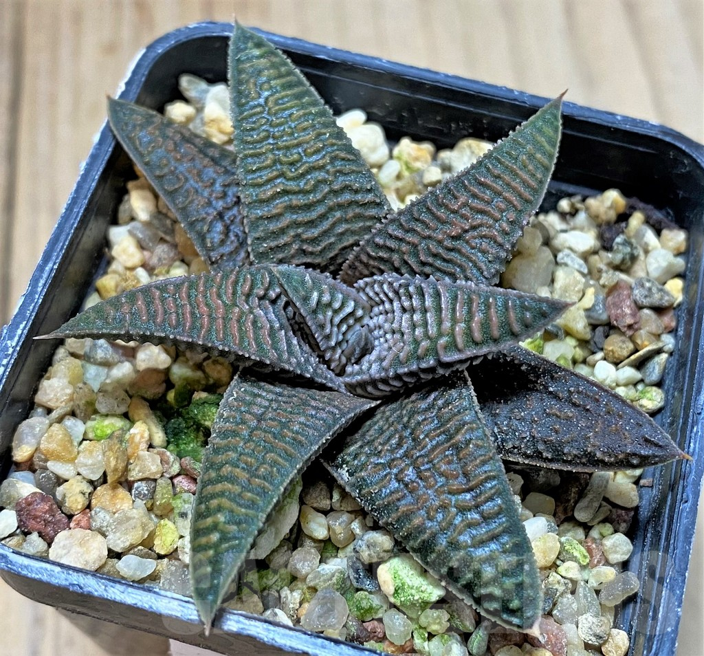 SHPR40743 Haworthia koelmaniorum x limifolia v. striata - Image 2