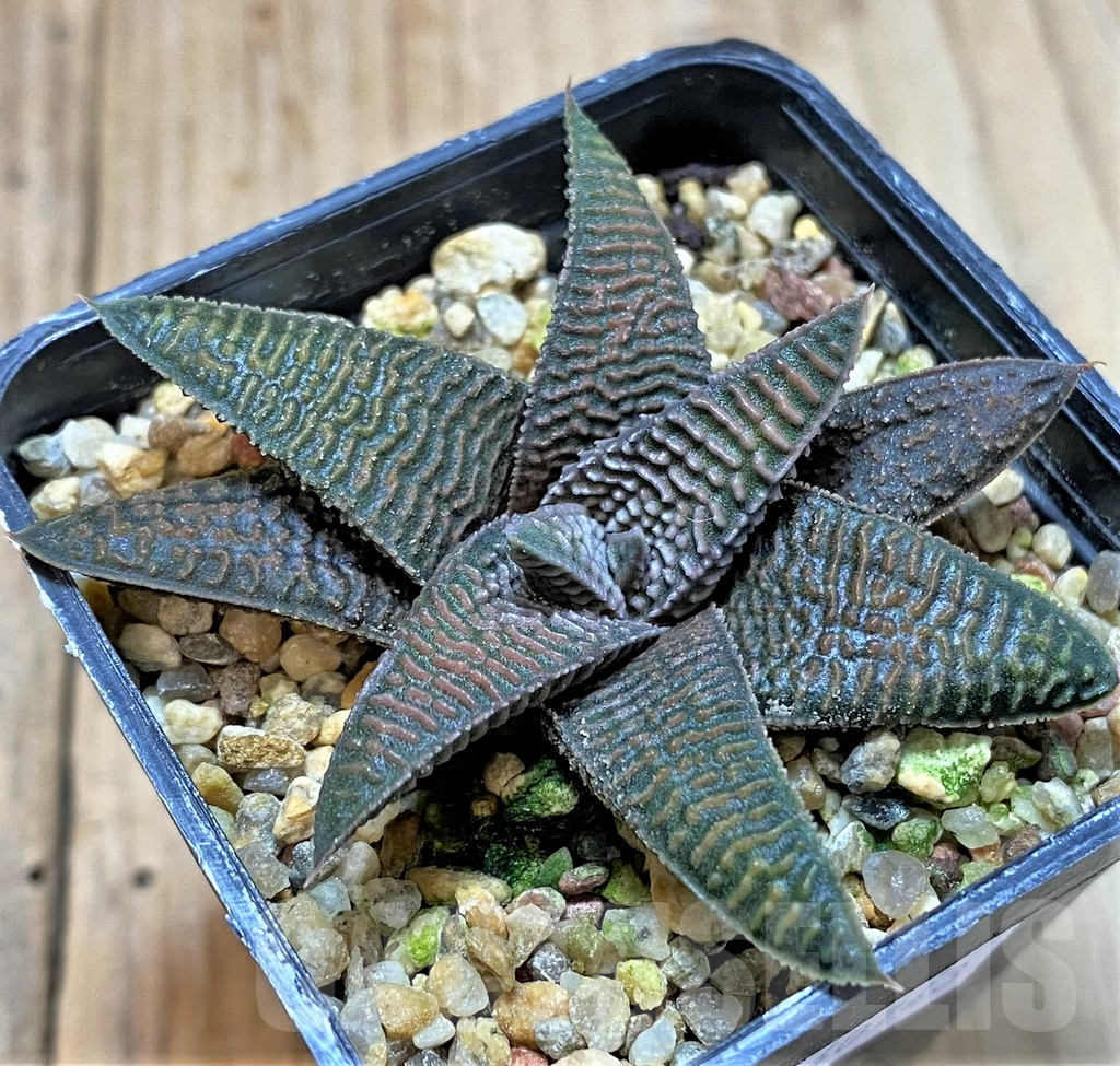 SHPR40743 Haworthia koelmaniorum x limifolia v. striata