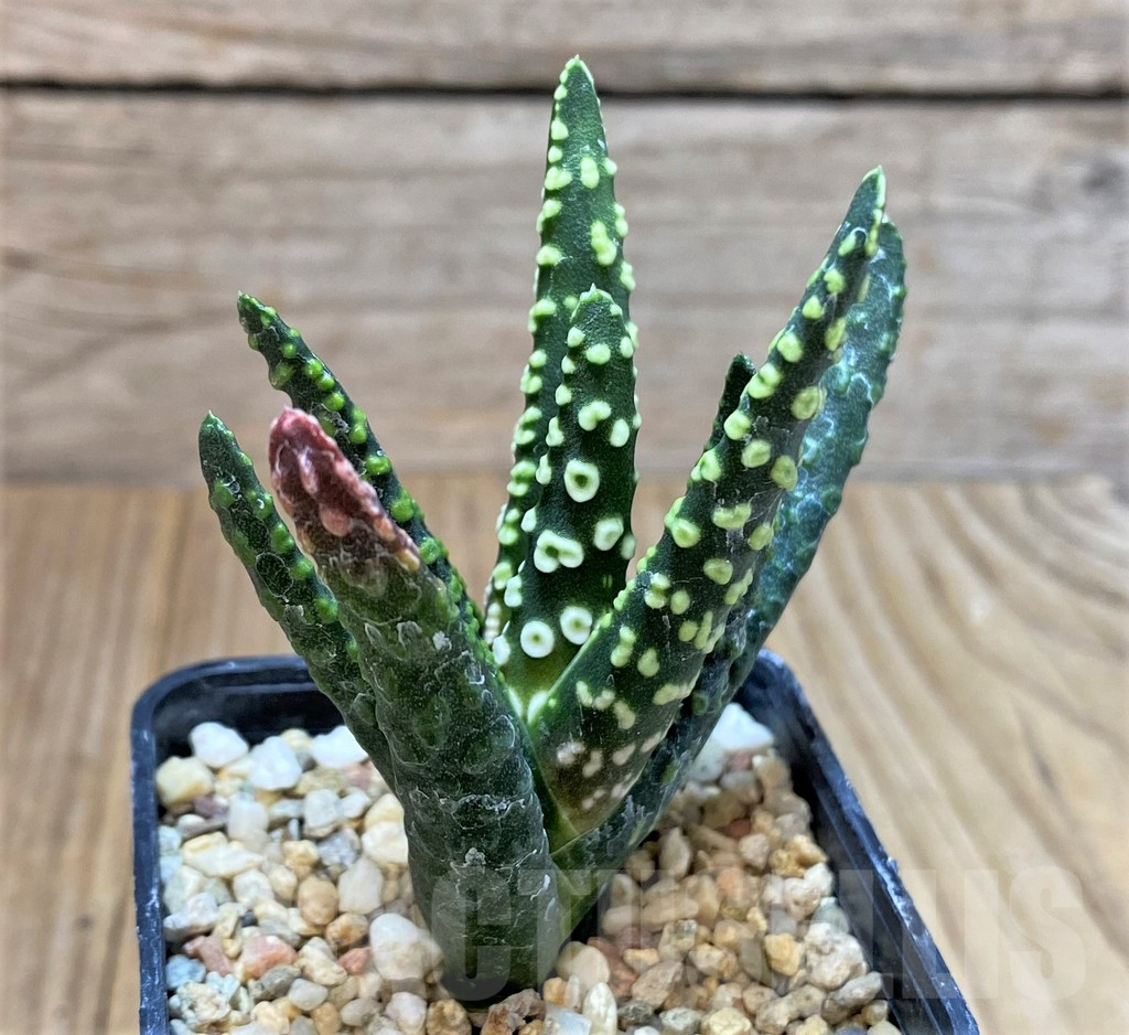 SHPR40744 Haworthia pumila 'Donut'