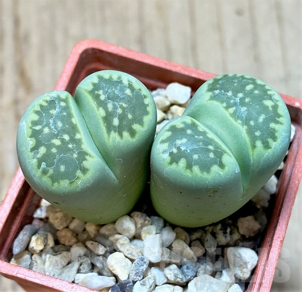 SHPR40747 Lithops fulleri 'Fullergreen'